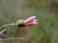 Convolvulus remotus