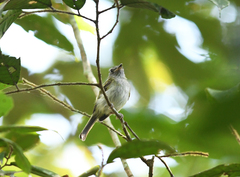 Hemitriccus griseipectus