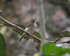 Hemitriccus griseipectus