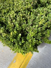 Buxus
