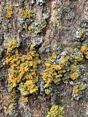 Xanthomendoza