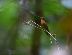 Phaethornis philippii