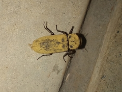 Bostrichidae