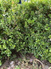 Buxus