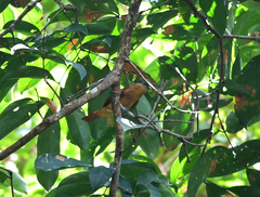 Pachyramphus minor