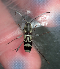 Perissus scutellatus