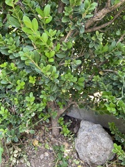 Buxus