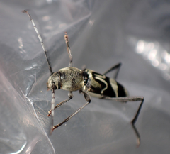 Perissus scutellatus