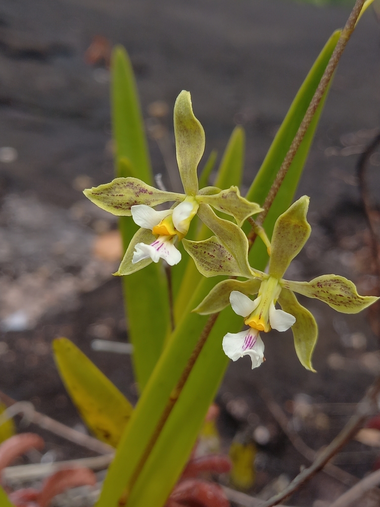 Encyclia granitica