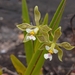 Encyclia granitica - Photo (c) Robin Heymans, some rights reserved (CC BY-NC), uploaded by Robin Heymans