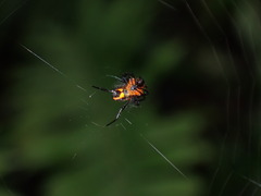 Leucauge fastigata