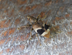 Curculionoidea