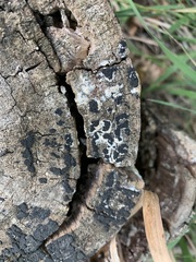 Xylobolus frustulatus