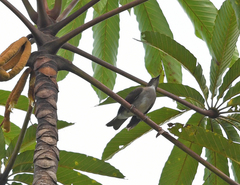 Turdus albicollis