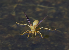 Polistes flavus