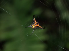 Leucauge fastigata