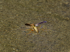 Polistes flavus