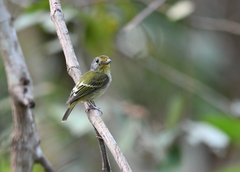 Piprites chloris