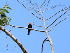 Brachygalba albogularis