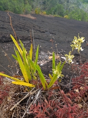Encyclia granitica