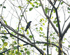Pachyramphus minor