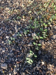 Euphorbia pediculifera