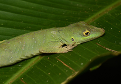 Anolis punctatus