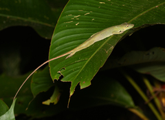 Anolis punctatus