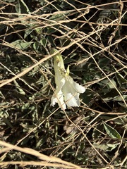 Calystegia occidentalis