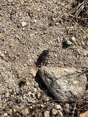 Phloeodes diabolicus