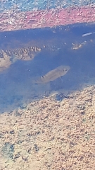 Oreochromis mossambicus