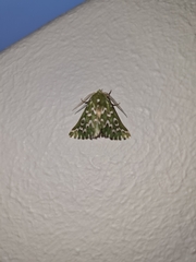 Drepanogynis bifasciata