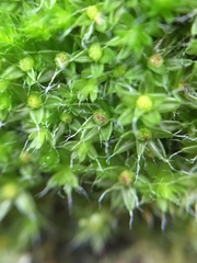 Leptostomum macrocarpum