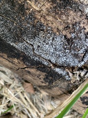 Polycephalomyces tomentosus