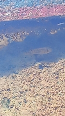 Oreochromis mossambicus
