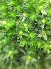 Leptostomum macrocarpum