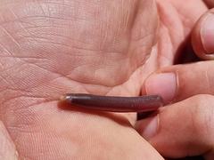 Afrotyphlopinae