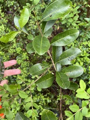 Acronychia oblongifolia