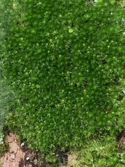 Leptostomum macrocarpum