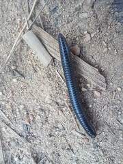 Ommatoiulus moreleti