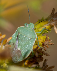 Chlorochroa uhleri