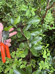 Acronychia oblongifolia