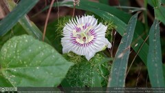 Passiflora vesicaria