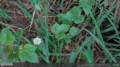 Passiflora vesicaria
