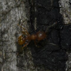 Wasmannia auropunctata