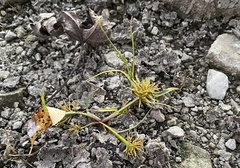 Cyperus engelmannii