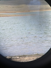 Aechmophorus occidentalis