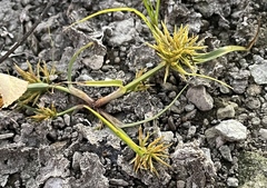 Cyperus engelmannii