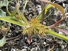 Cyperus engelmannii