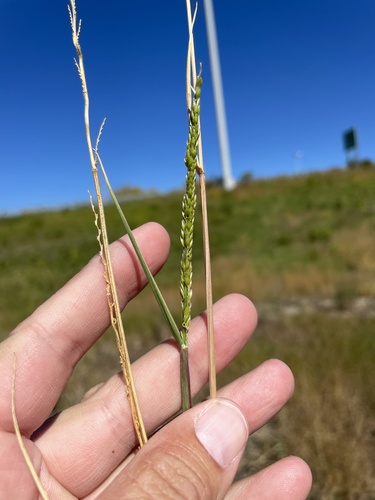 Eriochloa contracta iNat (1)